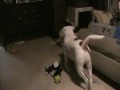 Furby Steals Bruiser's treat