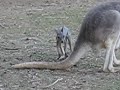 Little Joey! Little Joey!