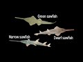 WWF-Australia Sawfish TVC