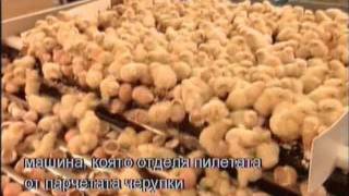 Chicken Factory