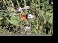 Butterflys At The Arboretum Butterflys At The Arboretum