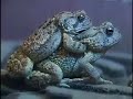 Toad Amplexus Toad Amplexus