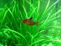 Serpae Tetra in a 50 gallon aquarium
