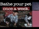 Green Paws - MashUp