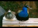 Lovebirds ~~ Songbirds Lovebirds ~~ Songbirds