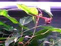Praying Mantis Eats Fly