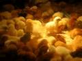 Baby chickens