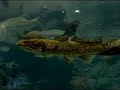 Bowfin at Independence, MO Bass Pro Shops