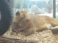 Hellabrunn 3 Hellabrunn 3