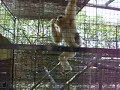 crazy monkey at selwo spain