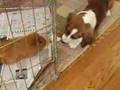 Drever Puppy Meets Guinea Pig