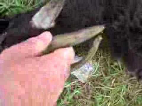 girl killing goat