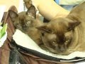 Видео - Бурманская порода кошек