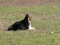 Sheltie
