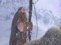 World of Warcraft - Warriors of the World