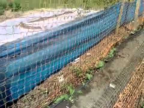 how to harvest dwarf french beans