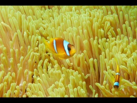 Image de prévisualisation YouTube