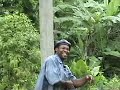 shocking murray bredren silky sweetness in snowhill jamaica shocking murray bredren silky sweetness in snowhill jamaica