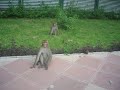 Monkey Flinch Monkey Flinch
