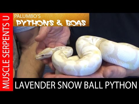 YouTube reptile video