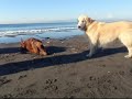 Irish Setter [Pino] 20081203