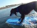 videos de Irish Setter [Pino] 20081203