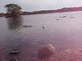 Izzy at the Pond