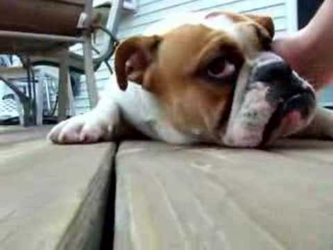 how to patch a dogs eye