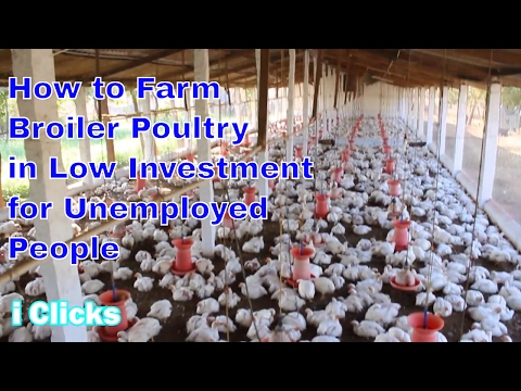 Poultry farm business plan cost picture