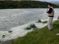 captura de sirulo de 6,5 kg pescado por fer..almaraz