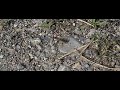 Sympetrum striolatum Sympetrum striolatum