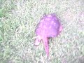 snapping turtle yho.