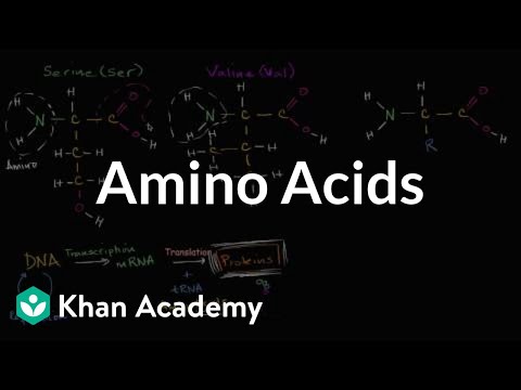 Introduction To Amino Acids Video Khan Academy