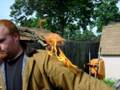 videos de Flames on Arm