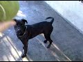 Bronson the Wonderdog (aka Bo the Loverboy!) Available for Adoption now-- VIDEO #1