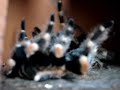 mue brachypelma smithi