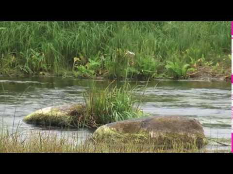 ловля закладчиков ловля закладчиков