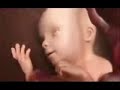 Fecundaci�n - Desarrollo embrionario - Parto