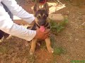 the garman shepheard dogs