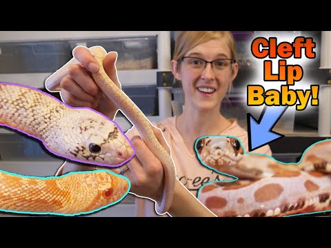 YouTube reptile video
