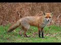 Geschenk an Fox