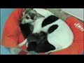 See Video