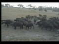7.22.07 5.27pm Cape Buffalo herd comes to Nkorho 7.22.07 5.27pm Cape Buffalo herd comes to Nkorho