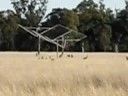 Kangaroos 2