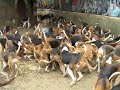 PERROS DE CAZA / HUNTING DOGS