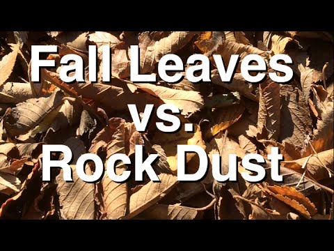 how to collect autumn leaves