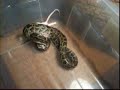 mi mascota se merienda un ratoncito