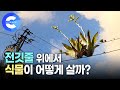 전깃줄 위에서 식물이 살 수 있을까? 척박한 환경의 식물들