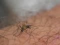 This Mosquito Sucks This Mosquito Sucks