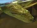 new england aquarium's pregnant anaconda gave birth to 14 baby snakes in the early hours of january 1, 2008